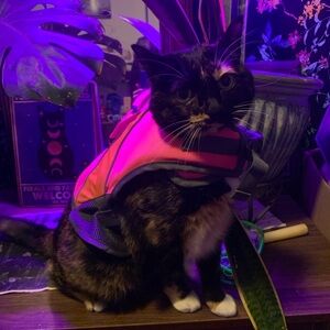 Meet your Posher, Qythera